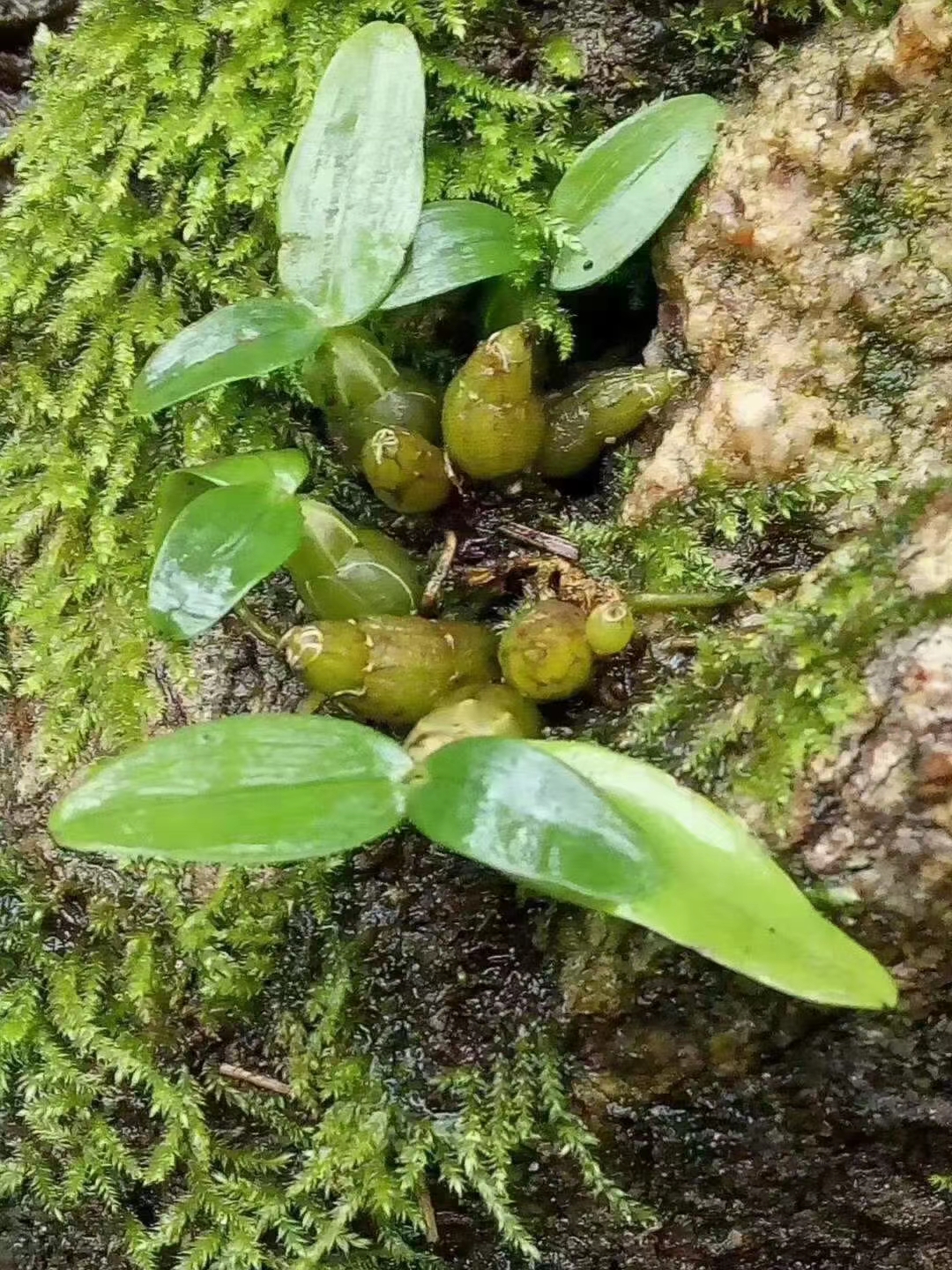 正宗霍山特级石斛