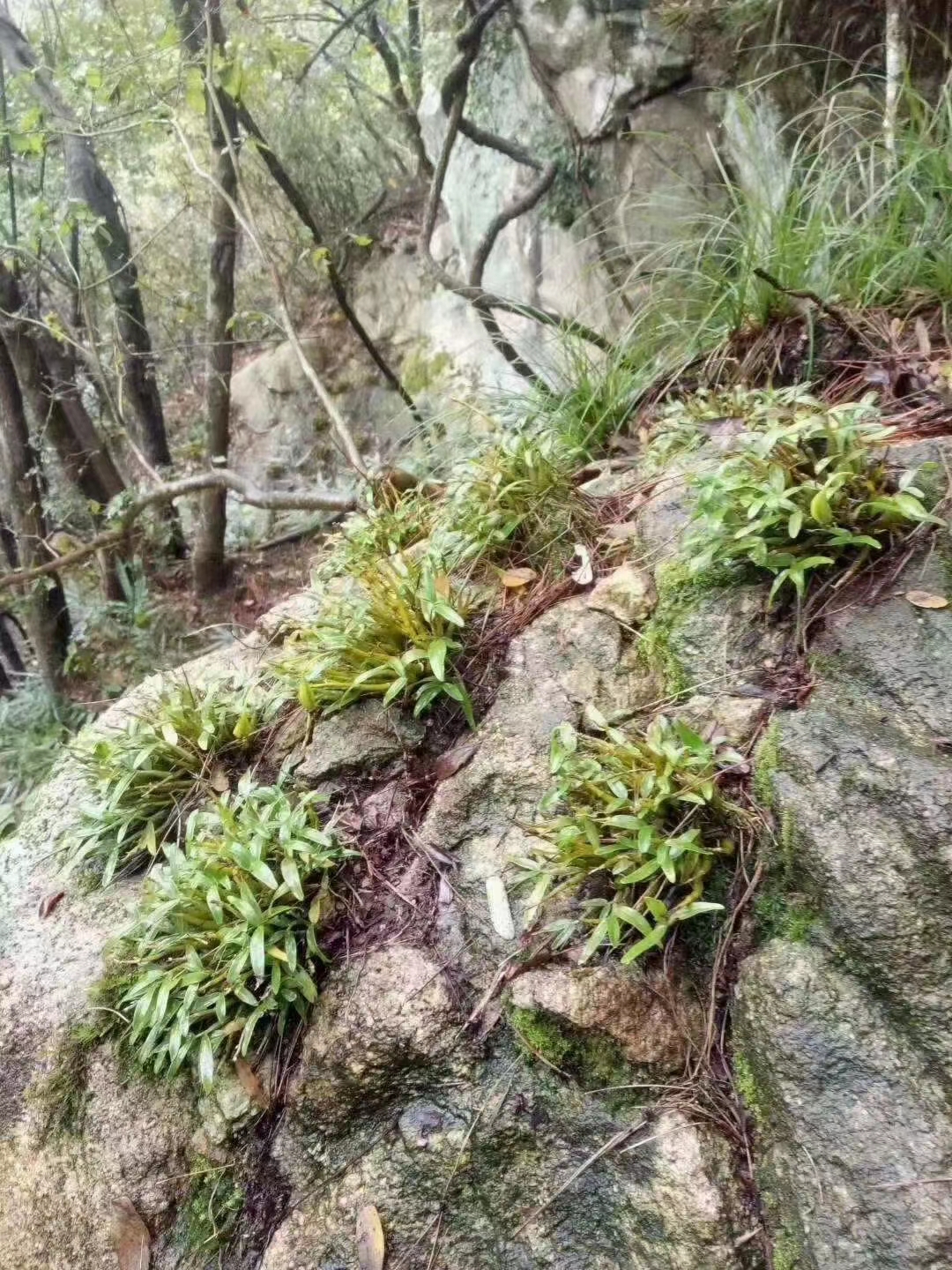 正宗霍山特级石斛